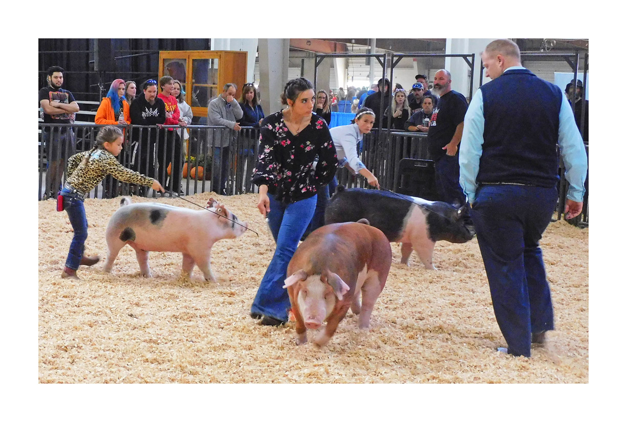 Picture titled Youth Swine Show 2022