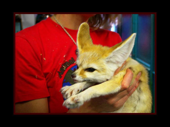 Picture titled Fennec