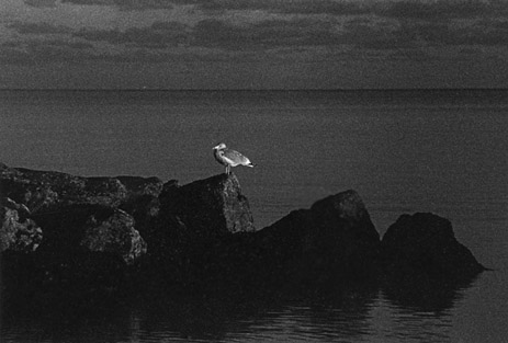 Picture titled Gull