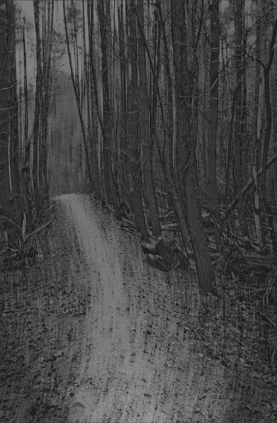 Picture titled Path Out of the Woods